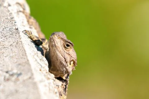 Hiding lizard Stock Photos