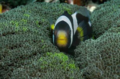 Hiding nemo Stock Photos