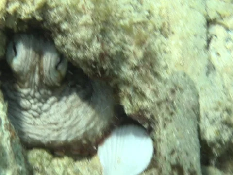 Hiding octopus Stock-Footage 592671