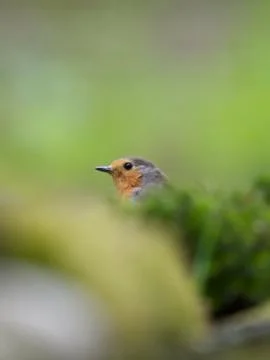 Hiding 스톡 사진