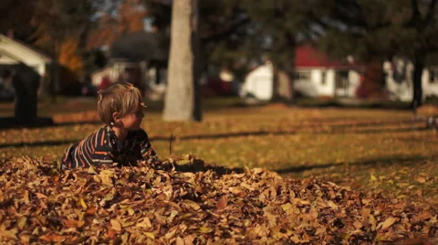 Hiding in a Pile of Leaves Stock Footage 50300939