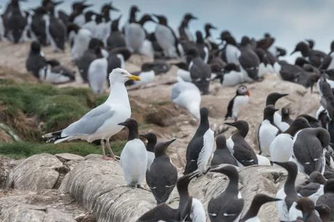Hiding in plain sight Stock Photos