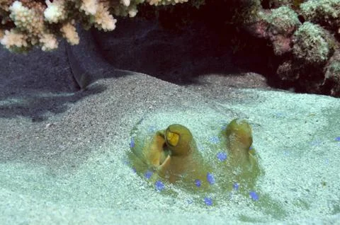 Hiding ray 스톡 사진