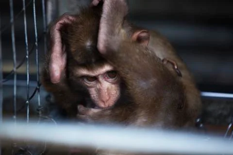 The hiding scared baby monkey colored  Stock Photos