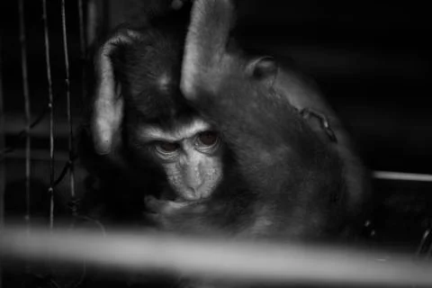 The hiding scared baby monkey  Stock Photos