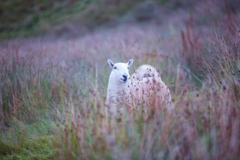 Hiding sheep 1 Stock Photos