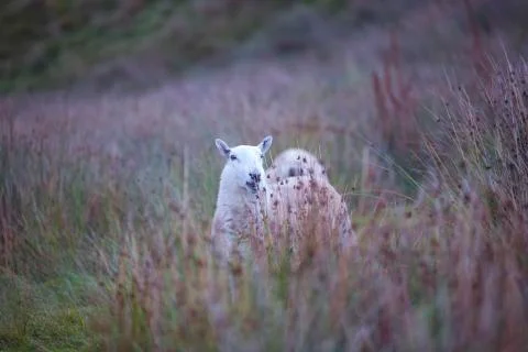 Hiding sheep 3  Stock Photos