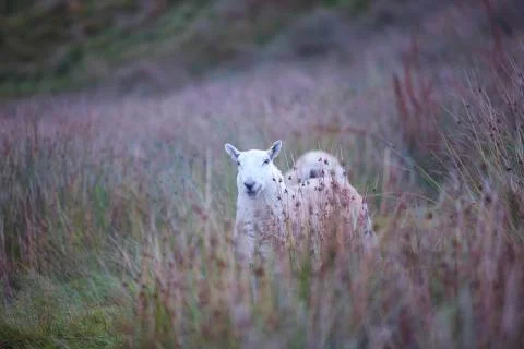 Hiding sheep 4  Stock Photos