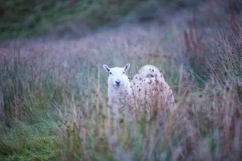 Hiding sheep  Stock Photos