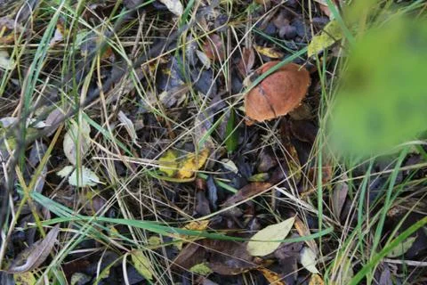 Hiding Under A Pine Tree Stock Photos
