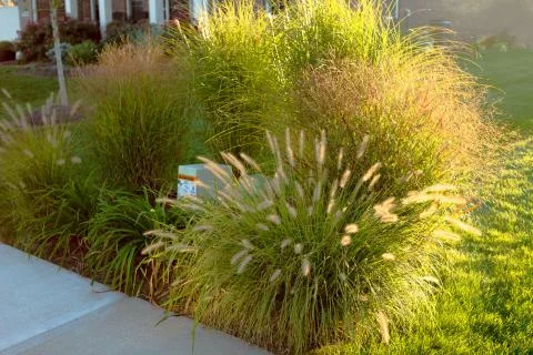 Hiding underground power line boxes with giant ornamental grasses in the neig Stock Photos