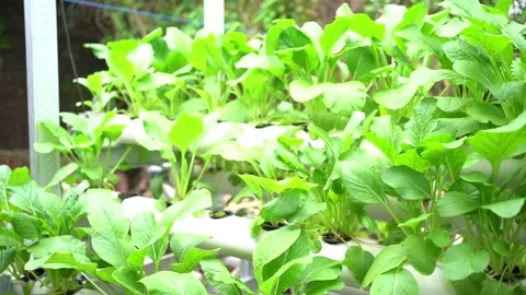 Hidroponic Video stock 232452669