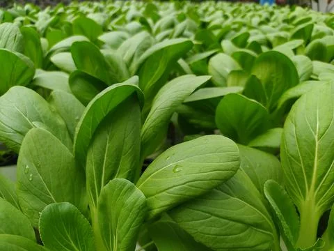 Hidroponic 库存照片