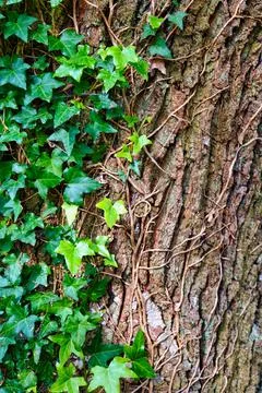 Hiedra común ( hedera helix) y corteza de un árbol Stock Photos