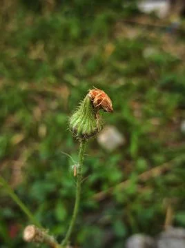 Hieracium Stock Photos
