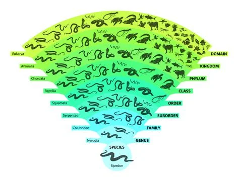 Hierarchy of biological classification Stock Illustration