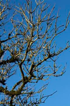 Hierarchy - branches 写真素材