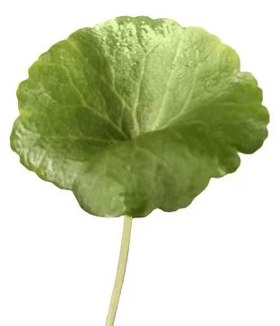 Hierba muros Stock Photos