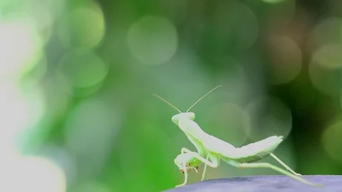 Hierodula patellifera ,moth  on wood table. Stock Footage 98670010
