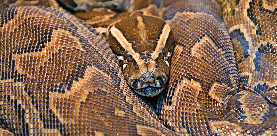 Hieroglyphic python, or rock python (lat. Python sebae) 库存照片