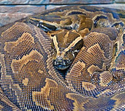 Hieroglyphic python, or rock python (lat. Python sebae) 写真素材