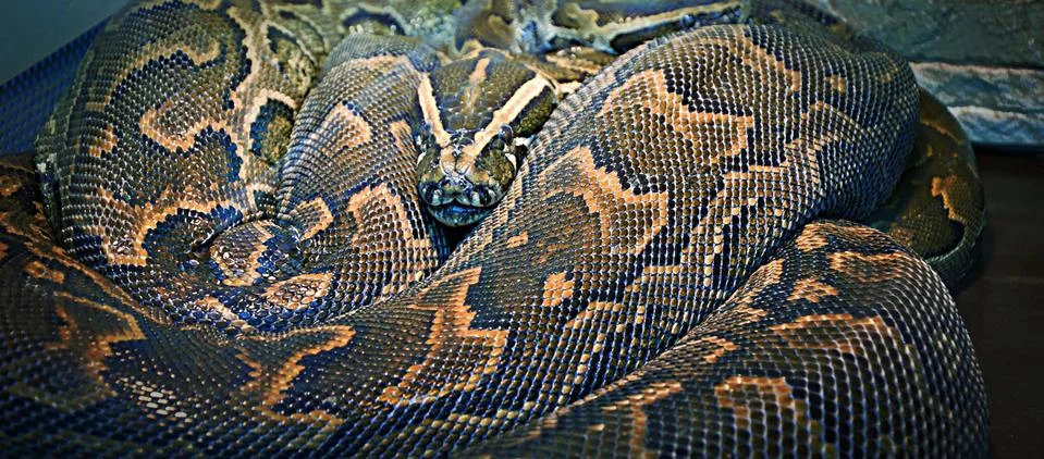 Hieroglyphic python, or rock python (lat. Python sebae) 库存照片