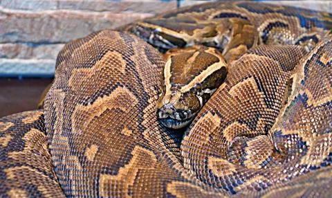 Hieroglyphic python, or rock python (lat. Python sebae) 写真素材