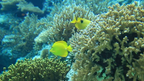 Hifuki Aigo Pair Video stock 324919293