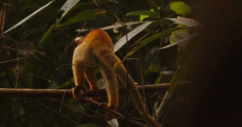 High above the forest floor, a black-capped squirrel monkey hunts for food Vídeo Stock 305575684