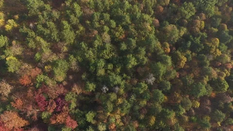 High above forest tree crowns by fall 4K aerial footage Stock Footage 139484222