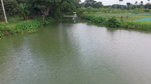 High aerial drone view of a calm village pond surrounded by green vegetation Stock Footage 341523370
