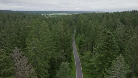 High aerial flight over forest road between tall trees Stock Footage 263266559