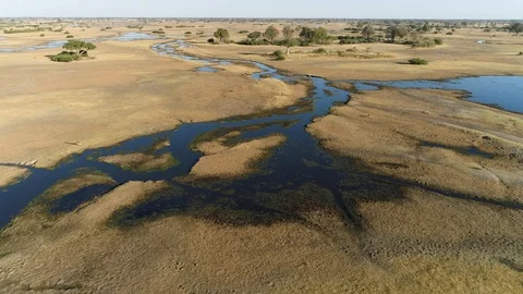 High aerial fly over view of a herd of Lechwe antelope grazing , Botswana Stock Footage 118290683