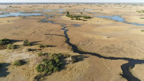 High aerial fly over view of a herd of Lechwe grazing in the Okavango Delta Vídeo Stock 118291340