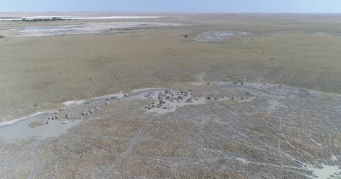 High aerial panning view of a large group of zebra migrating across the vast Stock Footage 78212011