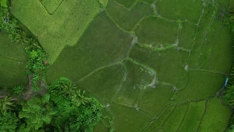 High aerial perspective over the rural farms of Sipocot, Camarines Sur, showing 動画素材 345970083
