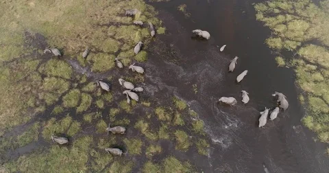 High aerial straight down view of a breeding herd of elephants drinking and Stock Footage