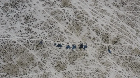 High aerial straight down view of zebras casting an interesting shadow as they Stock Footage 107211415