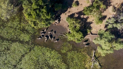 High aerial straight down view of a breeding herd of elephants with young calves Stock Footage 112619944
