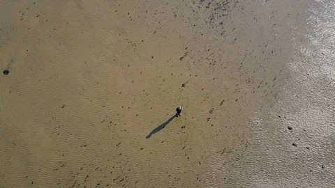 High Aerial top-down view of a dog playing along a beach while his owner watches Stock Footage 89593741