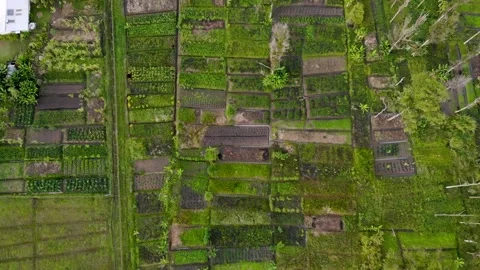 High aerial top down view of tropical green farmland, Papua New Guinea Stock Footage 270262416