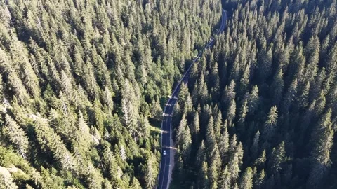 High aerial top down view of a winding road cutting through a vast coniferous fo Video stock 343247808