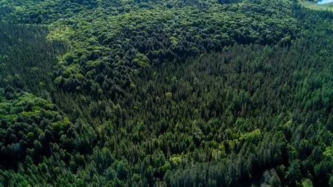 High Aerial View of Dense Mixed Evergreen and Deciduous Forest Canopy Texture 스톡 사진