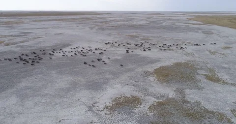 High aerial view of a group of wildebeest running across the vast Makgadikgadi Video stock 78211678