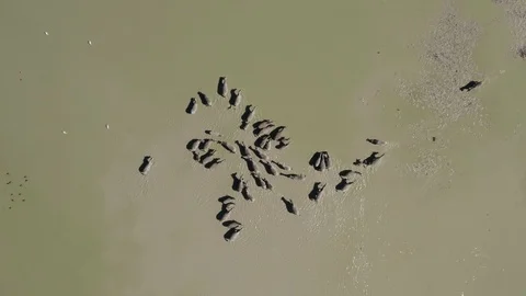 High aerial view of herd of migrating zebras drinking at a waterhole on the Stock Footage 107215995