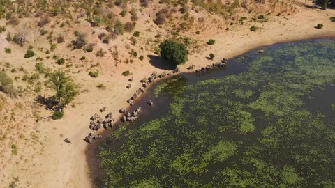 High aerial view of a large breeding herd of elephants with young calves Stock-Footage 112620939