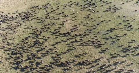 High aerial view of a large herd of Cape buffalo running across the Okavango Stock Footage 85278371