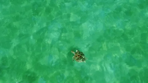 High Aerial View of Sea Turtle with Sun Rays in Turquoise Water Stock Footage 331224705