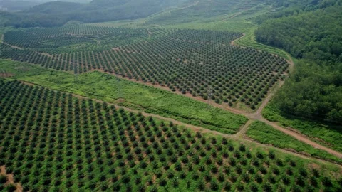 High Aerial View of Vast Patterned Palm Tree Plantation Stock Footage 343699454