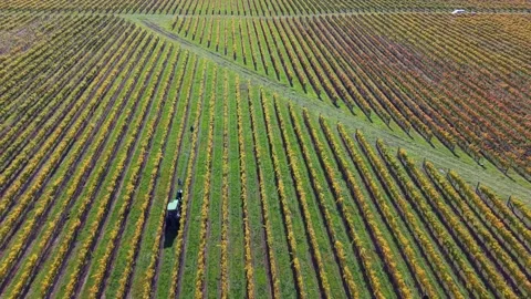 High aerial view of Vineyard workers removing bird nets with a tractor Stock Footage 338374409